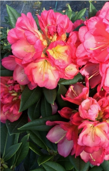 Rhododendron 'Sandra Ann Stipe'