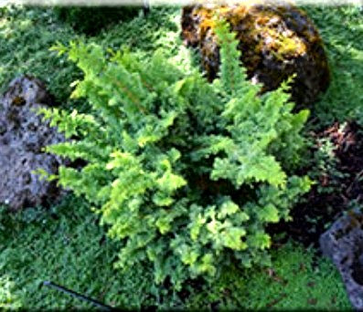 Chamaecyparis obtusa 'Golden Fern'