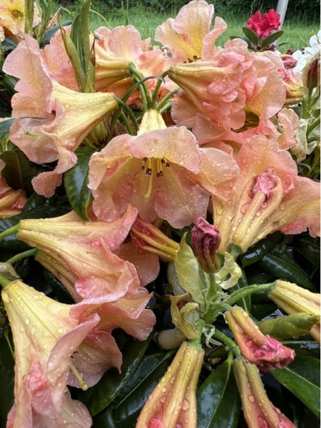 Rhododendron 'King of Shrubs'