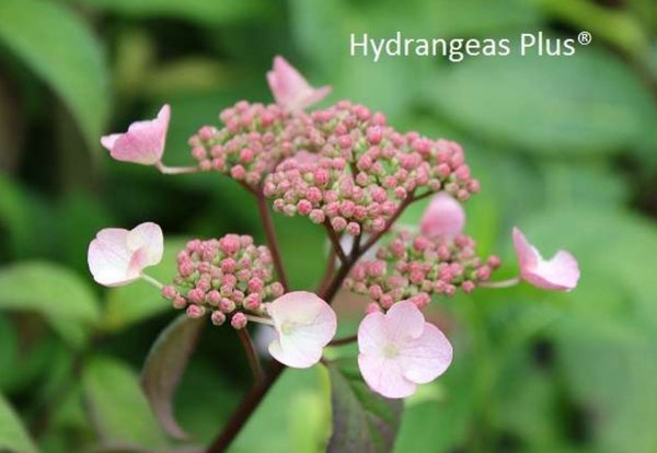 Hydrangea serrata 'Chishima'