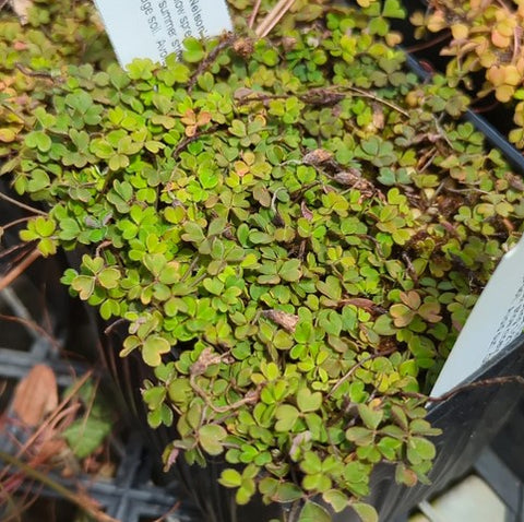 Oxalis magellanica 'Nelson'