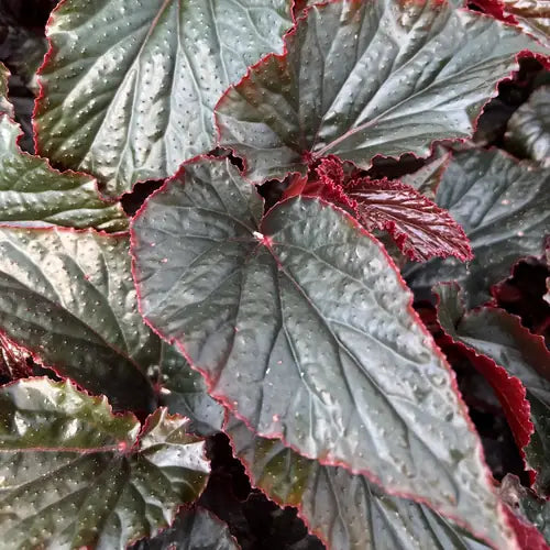 Begonia 'Black Magic'