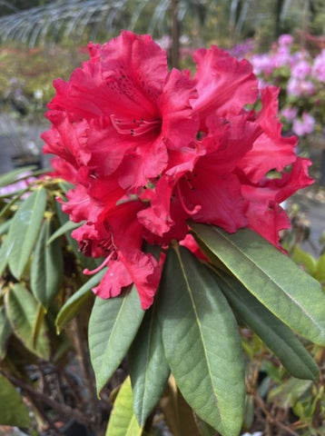 Rhododendron 'Red Majesty'