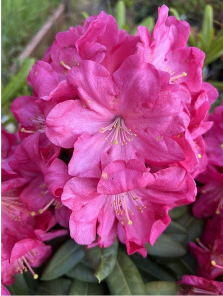 Rhododendron 'Summer Glow'