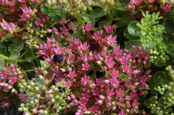 Sedum spurium 'John Creech'