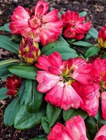 Rhododendron 'Bruce Briggs'