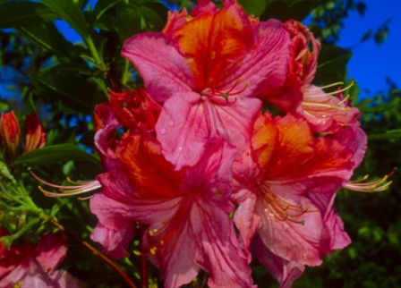 Azalea 'Mount Saint Helens'