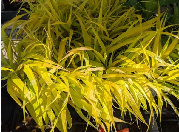 Hakonechloa macra 'All Gold'