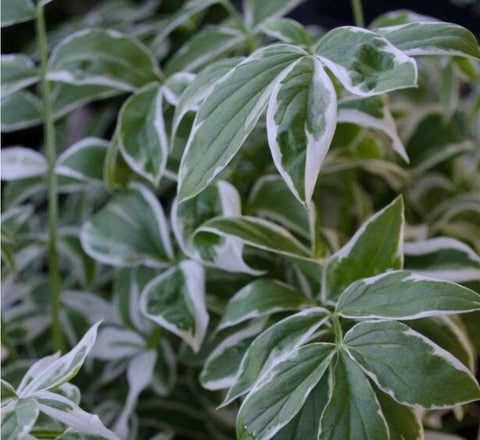 Polemonium reptans 'Touch of Class'