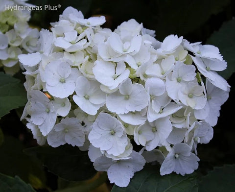 Hydrangea macrophylla 'Madame Emile Mouilliere'