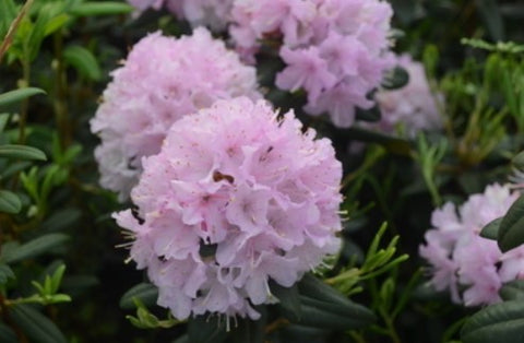 Rhododendron 'Manitou'