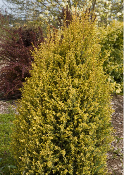 Juniperus communis 'Gold Cone' (Gold Cone Juniper)