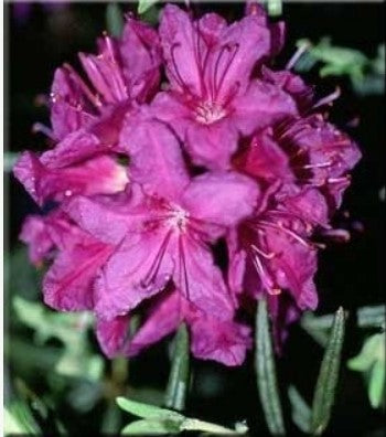 Rhododendron russatum 'Night Editor'