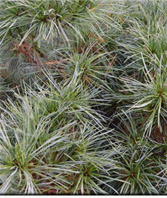 Pinus strobus 'Nana'