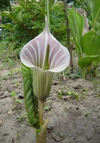 Arisaema candidissimum (aka Jack in the Pulpit, Cobra Lily)