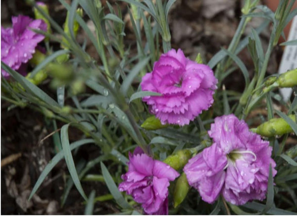 Dianthus Scent First Tickled Pink, aka Dianthus 'Tickle me Pink'