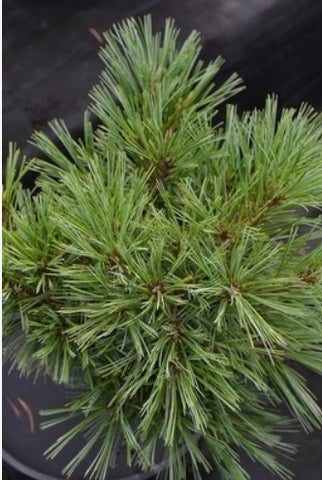 Pinus strobus 'Blue Shag'