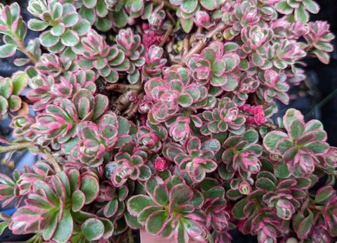 Sedum spurium 'Tricolor'