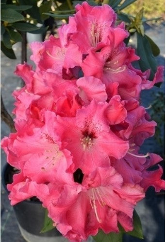 Rhododendron 'Pride of Roseburg'