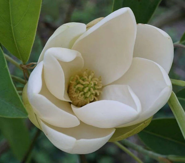 Magnolia virginiana (Sweetbay Magnolia)