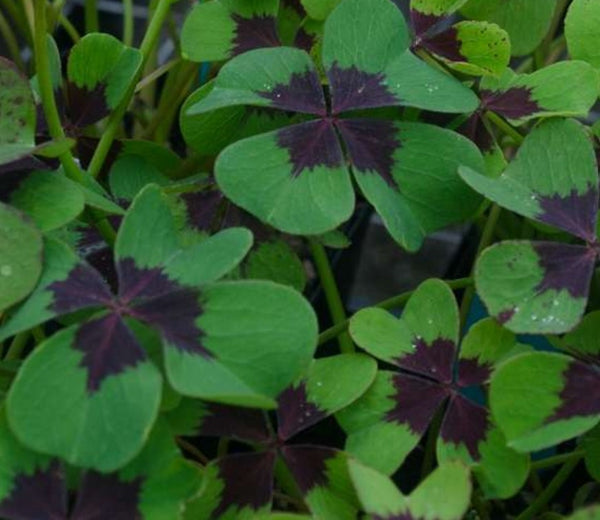 Oxalis tetraphylla 'Iron Cross'