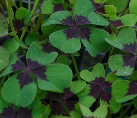 Oxalis tetraphylla 'Iron Cross'