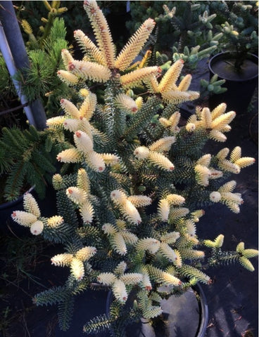 Abies pinsapo 'Aurea' (aka Golden Spanish Fir)