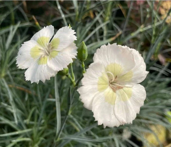 Dianthus 'Wp15 Pie41' (aka Key Lime Pie)