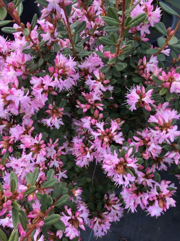 Rhododendron racemosum