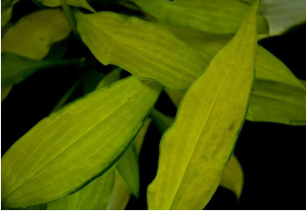 Hosta 'Pineapple Upsidedown Cake'