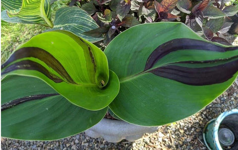 Canna 'Cleopatra' - Canna Lily