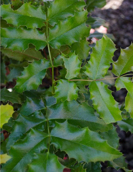 Mahonia 	aquifolium