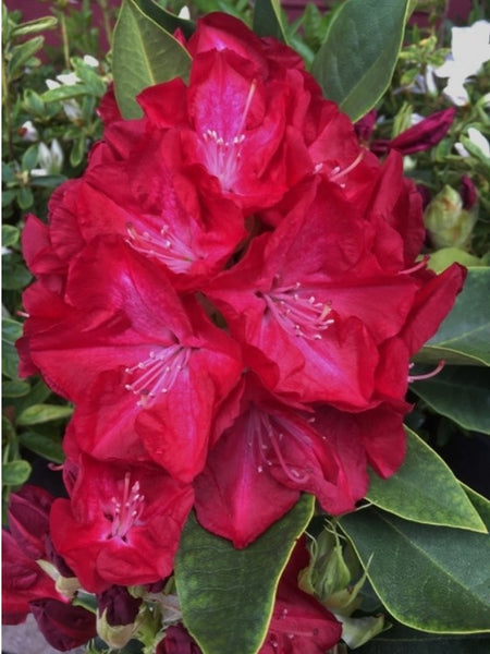 Rhododendron 'Lem's Stormcloud'