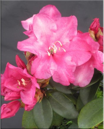 Rhododendron 'Point Fosdick'