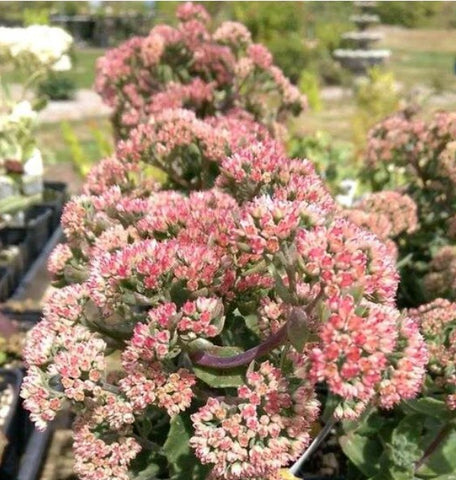 Sedum telephium 'Munstead Red'