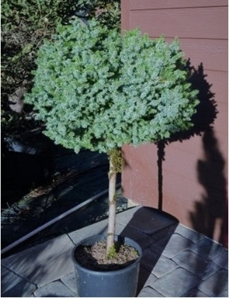 Picea omorika 'Pimoko' (Pimoko Serbian Spruce)