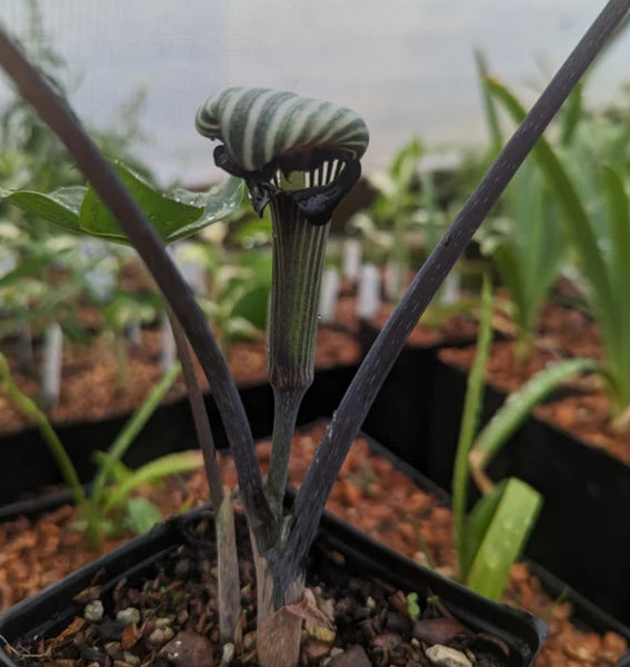 Arisaema ringens ‘Black Mamba‘ (Black Mamba Jack in the Pulpit)