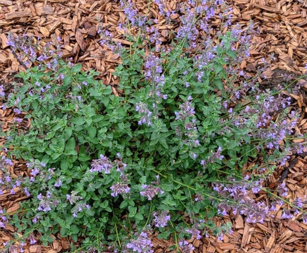 Nepeta x faassenii 'Walker's Low' - Catmint