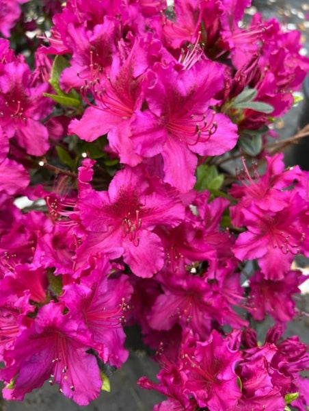 Azalea 'Girard's Fuchsia'