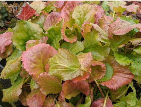 Bergenia ciliata 'Susan Ryley'