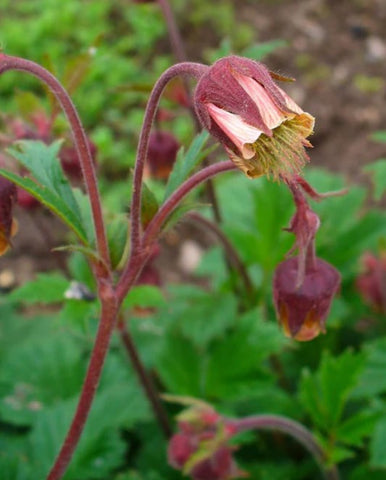 Geum rivale