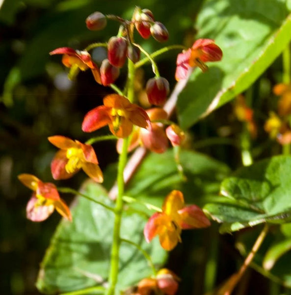 Epimedium x warleyense