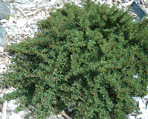 Cotoneaster cooperi