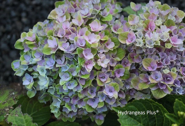 Hydrangea macrophylla Magical® Revolution