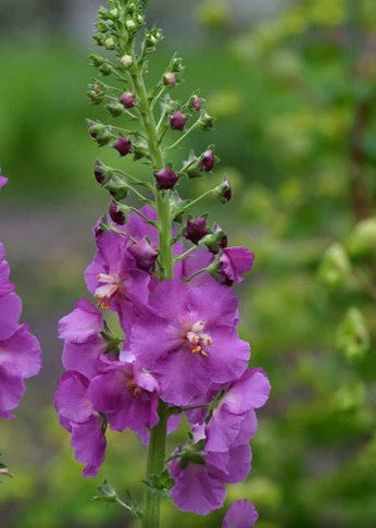 Verbascum phoeniceum 'Violetta'