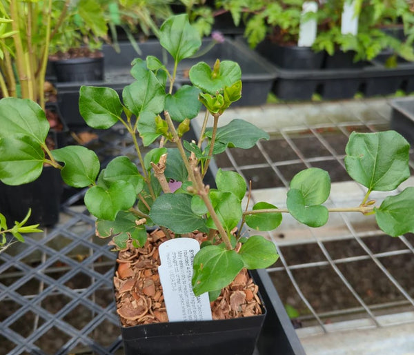 Syringa meyeri 'Palibin'