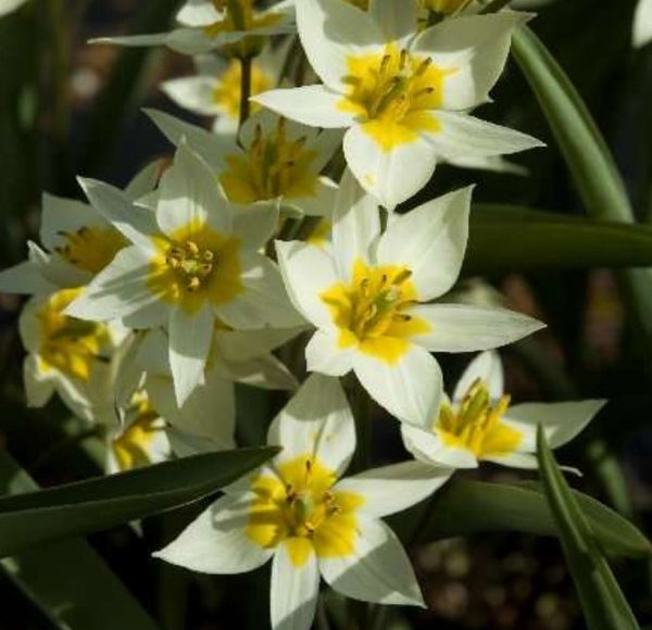 Tulipa turkestanica