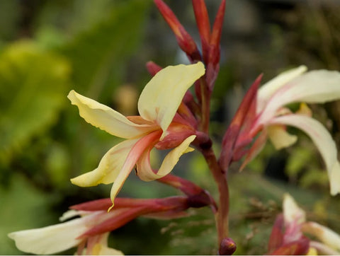 Canna glauca 'Panache'