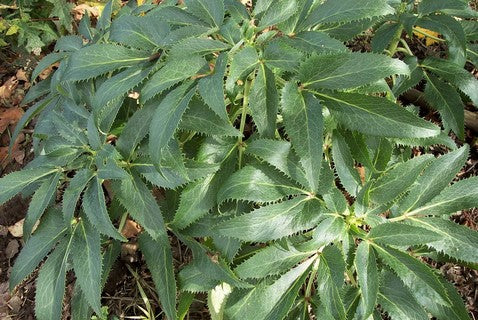 Helleborus argutifolius