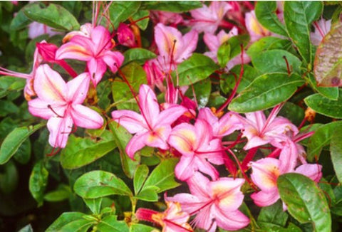 Azalea 'Lollipop'